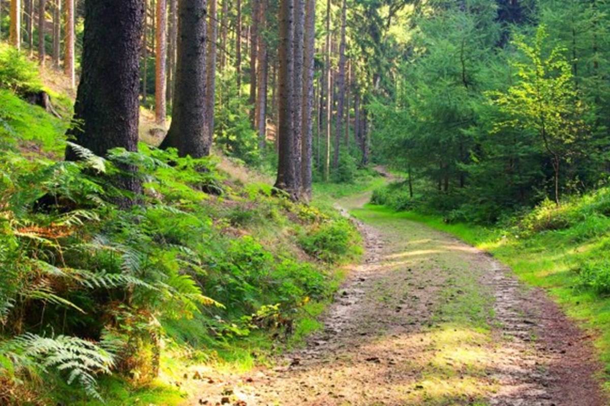 Skogsstig