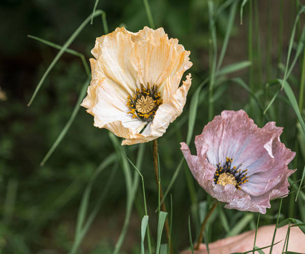 Eldsjäl Blommor